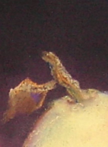pear leaf1