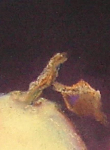 pear leaf2